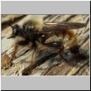 Laphria flava - Mordfliege 02.jpg